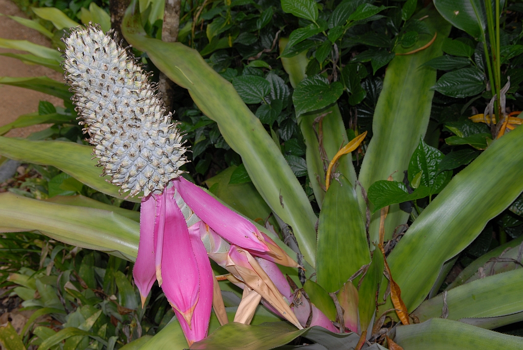 0199 Cairns Botanic Gardens.jpg